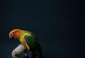 Wall Mural - Sun conure parrot or bird Beautiful is aratinga has yellow exotic pet adorable, has a sharp dark beak, sitting on Branch made of brown rope isolated Portrait  background black background