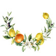 Watercolor tropical wreath of flower, ripe lemons, oranges, buds and leaves. Hand painted branch of fresh fruits isolated on white background. Tasty food illustration for design, print, background.