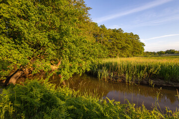 Wall Mural - landscape with trees and brook