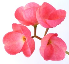 Beautiful Pink Crown Of Thorns Flower Isolated On White Background. Tropical Flowers , Selective Focus.
