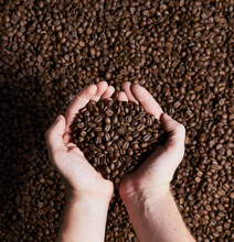 Crop Person With Pile Of Coffee Beans In Hands