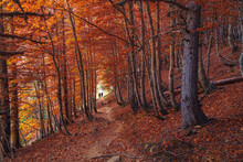 Anonymous Tourist Walking On Path In Autumn Forest With Bright Foliage