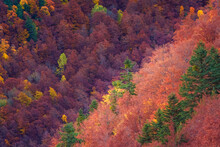 Bright Autumnal Forest With Colorful Woods