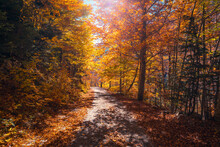 Autumn Forest With Bright Foliage And Path