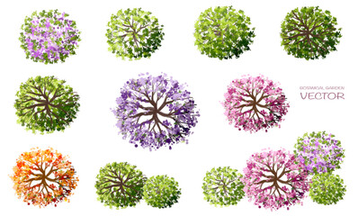 Wall Mural - vector watercolor of blooming tree top view isolated on white background for landscape plan and arch