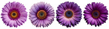 Assorted Purple Gerbera Daisy Flower Heads Isolated On Transparent PNG Background. Created With Generative AI.	