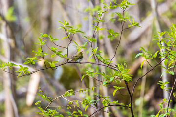 Canvas Print - Leaf warbler singing in the springtime