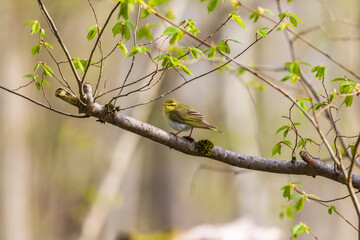 Canvas Print - Willow warbler on a budding tree branch at spring