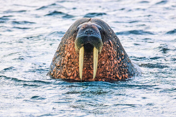 Wall Mural - Beautiful Walrus with big tusks and whiskers in the sea