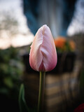 Fototapeta Tulipany - Wiosenne tulipany