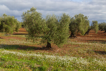 Wall Mural - Olive trees in the fields of Extremadura