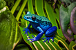 Blue frog on leaves in tropical jungle. Generative AI