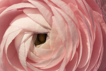 Pink Floral Background Of Closeup Of Ranuculus Flower