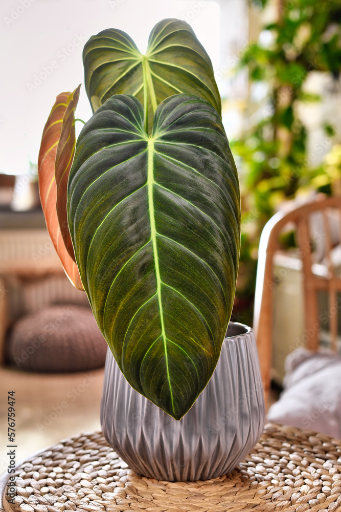 Exotic 'Philodendron Melanochrysum' houseplant with long velvet leaves in  basket flower pot on table Stock Photo | Adobe Stock