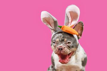 Wall Mural - Funny French Bulldog dog with mouth wide open wearing easter bunny costume eras on pink background with copy space