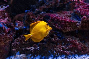 Wall Mural - Underwater shot of fish Zebrasoma flavescens