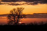 Fototapeta  - Colorful sunset with tree shilouette and cloudscape