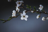 Fototapeta Kwiaty - Wiosenne kwiaty wiśni 