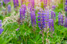 Lupine Flowers On Meadow At Sunset On A Warm Summer Day  Summer Flowers.  Summertime  Space For Text  High Quality Photo