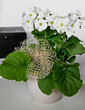 © kateej - pierwiosnek kubkowaty, pierwiosnek pokojowy, prymulka pokojowa (Primula obconica), Primula Obonica in a pot