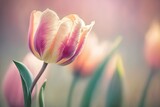 Fototapeta Kwiaty - Closeup of Tulip Flower in Spring on Pastel Background with Copy Space for Text. Spring Theme. Generative AI.