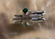 Male And Female Mallard Duck On Pond