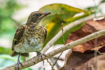 Wall Mural - A wild bird in the Amazon rainforest (Fawn-breasted bowerbird)