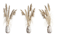 Tall Dry Pampas Ears Of Corn In A Clay Vase. Decor For Interiors. Set Of Three Isolated Views. 3d Render