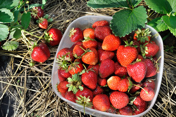 Wall Mural - close-up of stack of fresh ripe strawberries after harvesting