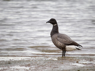 Canvas Print - Brent goose, Branta bernicla,