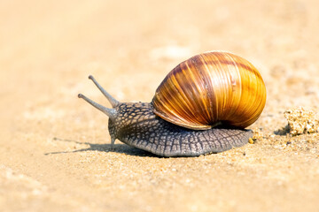 Brown garden snail (Helix aspersa) сreeps on the sand