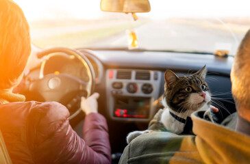 People travel  with  the beloved cat on a car trip.