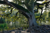 Fototapeta  - Tree in Louisiana