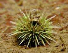 Green Sea Urchin From Norway