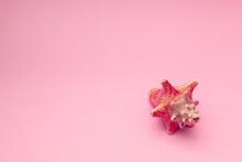 Pink Seashell On A Pink Background