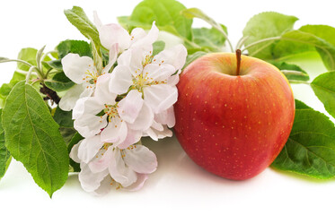 Canvas Print - Flower of apple and apple.