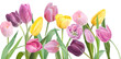 colorful tulip border