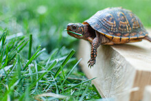 Turtle On The Grass