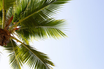 Wall Mural - Coconut palm trees with blue sky