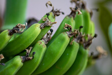 A Bunch Of Green Unripe Bananas On A Banana Tree