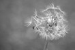 A monochrome close-up of a dandelion blowball, showcasing its fragile beauty and transitory nature, as each dandelion seed with its attached pappus prepares to disperse and spread in the wind.