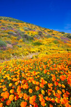 California Wildflower Super Bloom At Diamond Valley Lake In Riverside County, One Of The Best Place To See Poppies, Lupines And Other Colorful Wildflowers