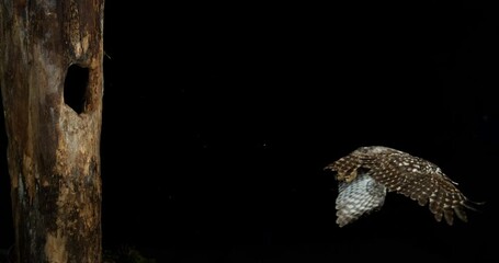 Wall Mural - little owl, athene noctua, flying adult, taking flight from nest, normandy, slow motion 4k