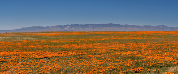 Wall Mural - Beautiful poppy flower meadow in Antelope valley, California.