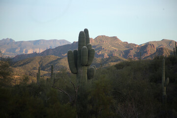 Sticker - saguaro cactus in Arizona desert