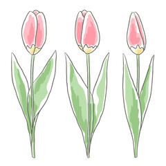 Wall Mural - Hand-drawn tulips isolated on white