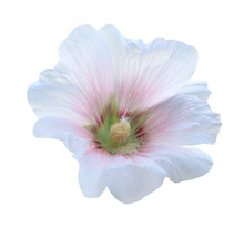 Hollyhock Or Malvaceae Or Alcea Rosea Linn Flowers Close Up Beautiful White-pink Hollyhock Flowers Bouquet Isolated On Transparent Background.