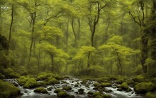 Stream In The Forest Beautiful Background Wallpaper Stock Photographic Image 