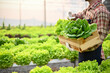 © bongkarn - A male farmer or farm owner holding a wooden box containing a variety of organic fresh salad