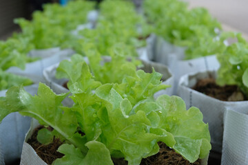 Wall Mural - Fresh organic green oak lettuce growing on a natural farm.